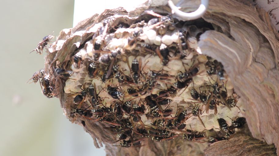 Bald-faced hornets swarming a large paper nest near a home Bald-faced hornets swarming a large paper nest near a home – Bobcat Wildlife & Pest Management in Waterloo, IA explains how to safely remove a wasp nest in high-risk areas