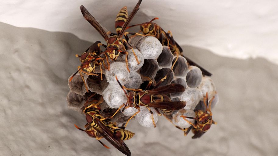 Close-up of an active paper wasp nest on a ceiling Close-up of an active paper wasp nest on a ceiling – Bobcat Wildlife & Pest Management in Waterloo, IA shares expert tips on how to safely remove a wasp nest