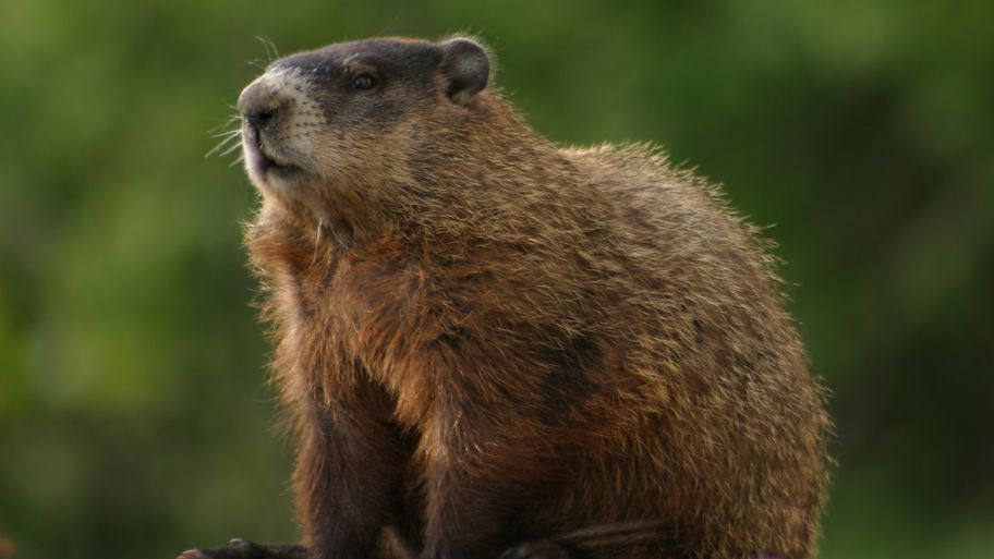 Groundhog Removal in Waterloo, IA Groundhog Removal in Waterloo, IA