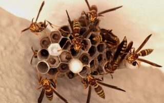 Paper wasps building a nest on a ceiling – Bobcat Wildlife & Pest Management in Waterloo, IA explains how to safely remove a wasp nest from your home