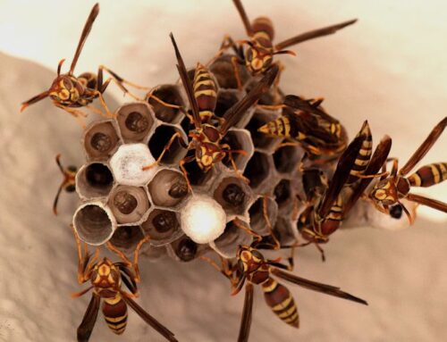 How to Safely Remove a Wasp Nest from Your Waterloo Home (Without Getting Stung)