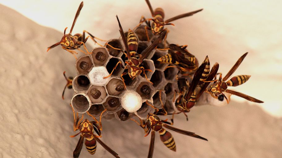 Paper wasps building a nest on a ceiling – Bobcat Wildlife & Pest Management in Waterloo, IA explains how to safely remove a wasp nest from your home