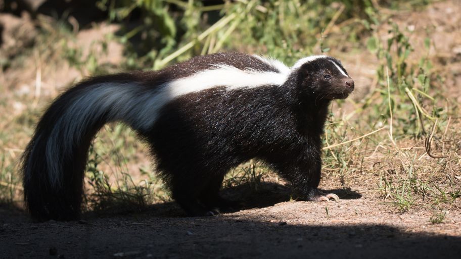 Skunk Removal in Waverly, IA
