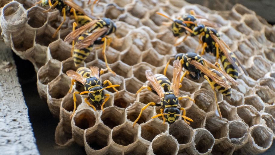 Yellowjackets building a nest under a wooden beam Yellowjackets building a nest under a wooden beam – Bobcat Wildlife & Pest Management in Waterloo, IA explains how to safely remove a wasp nest from hard-to-reach areas