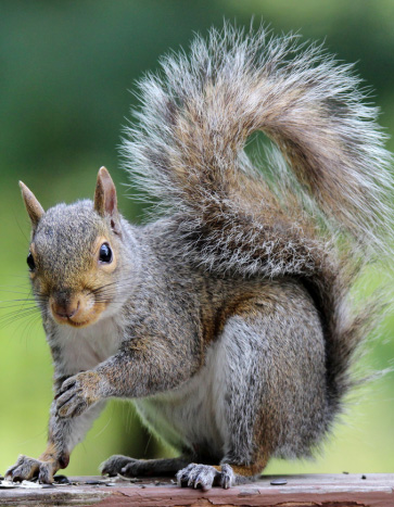 Eastern gray squirrel on deck railing Eastern gray squirrel on deck railing — Bobcat Wildlife & Pest Control provides squirrel removal service in Waterloo, Iowa