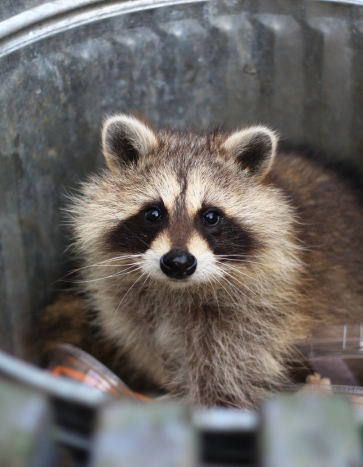 Raccoon in garbage can outside a home — Bobcat Wildlife & Pest Management raccoon removal service in Waterloo, IA