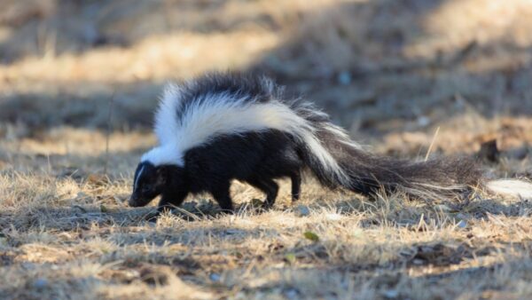 Skunk Removal in Waverly, IA