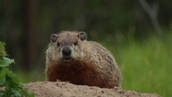 Groundhog Removal in Waverly, IA