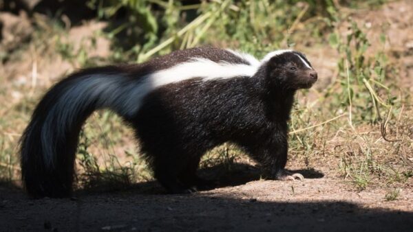 Skunk Removal in Waverly, IA