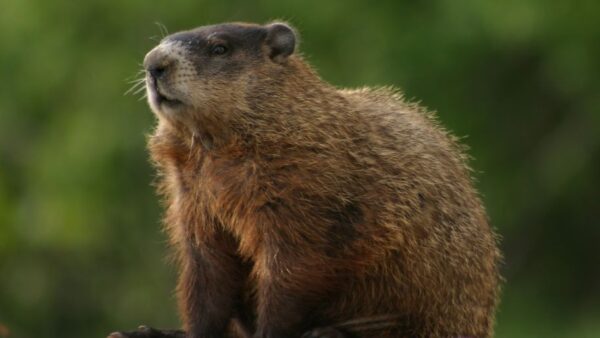 Groundhog Removal in Waterloo, IA
